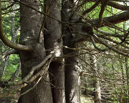 IMG_4928 Un arbre triple nous salue au passage