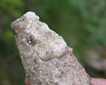 IMG_4997 Oui, mais attention aux oursins ! (Fossiles quand même !)