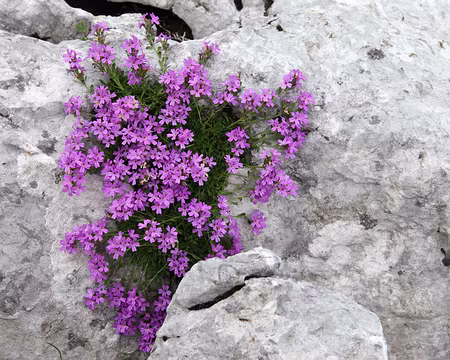 IMG_4998 Erine des Alpes