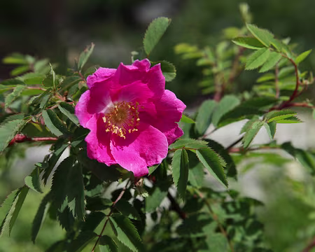 IMG_5001 Rosier des Alpes