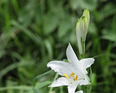 IMG_5003 Lis de Saint Bruno