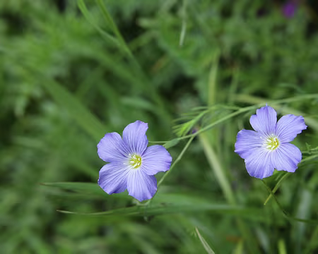 IMG_5004 Lin des Alpes