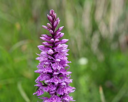 IMG_5007 Orchis tacheté