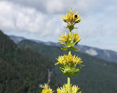 IMG_5154 Grande Gentiane, ou Gentiane Jaune