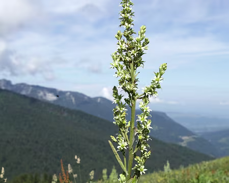 IMG_5155 Et la fausse gentiane, le Vératre Blanc.