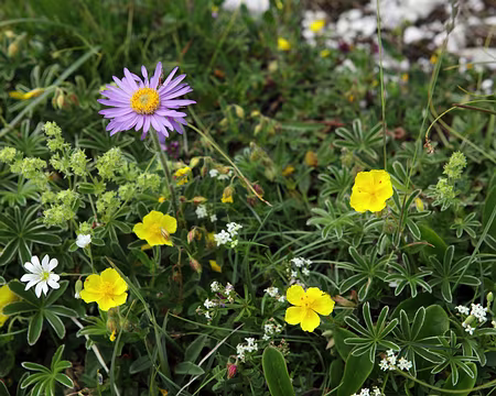 IMG_5257 Aster, céraiste (fleur blanche), gaillets des pierres (petites fleurs blanches), hélianthènes alpestre (fleurs jaunes) et alchemilles des Alpes......