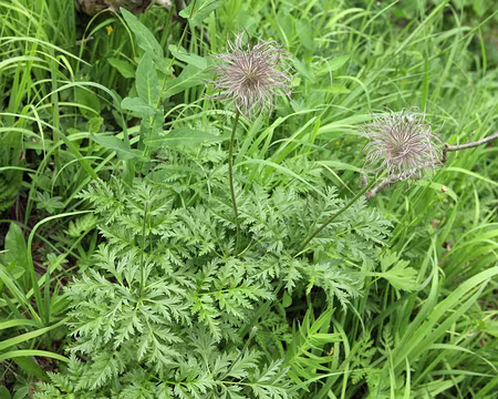 IMG_5324 Anémone des Alpes