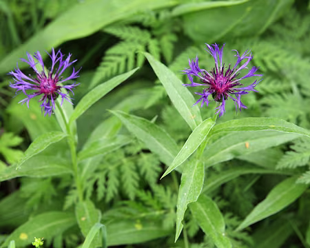 IMG_5326 Centaurées de montagne