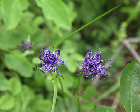 IMG_5327 Et la raiponce globulaire, ne pas confondre !