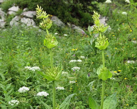 IMG_5328 Grandes gentianes