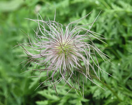 IMG_5330 Anémone des Alpes