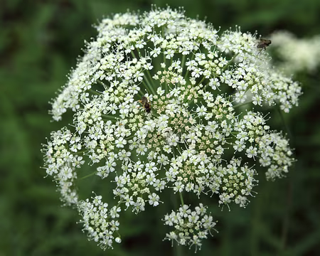 IMG_5332 Carotte sauvage