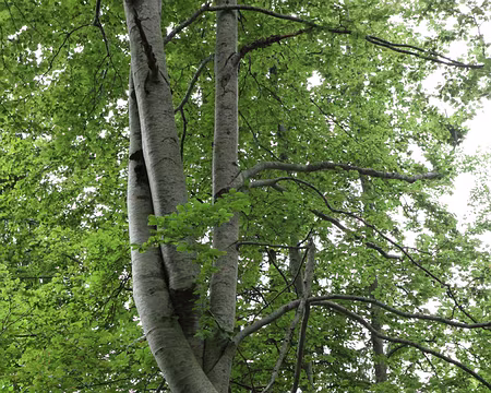 IMG_5340 Un arbre se croise les branches et se moque bien de nous !