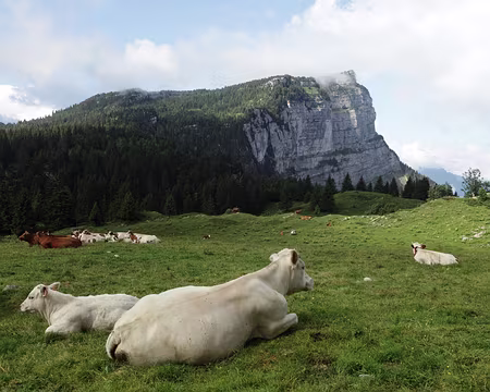 IMG_5369 Vaches avec vue sur le Pinet !