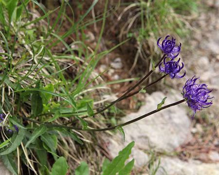 IMG_5429 Triples raiponces !