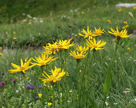 IMG_5502 Séneçon doronic