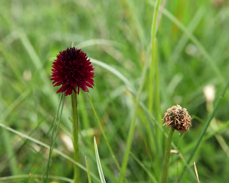 IMG_5534 Orchis vanillé (Nigritelle)