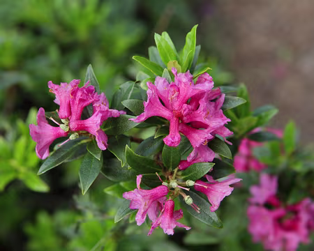 IMG_5592 Rododendron