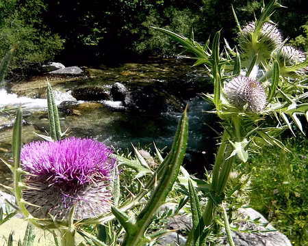 PXL001 Cirses laineux, ribera Sant Nicolau