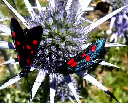 PXL003z712 Zygènes sur chardons bleus des Pyrénées