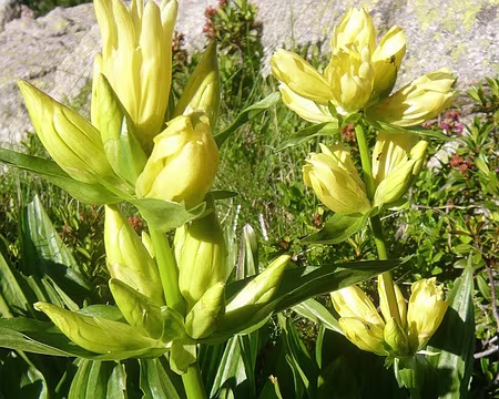 PXL012 Gentiane de Burser (1)