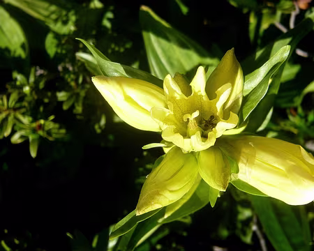 PXL014 Gentiane de Burser (2)