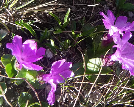 PXL016 Primevères à feuilles entières