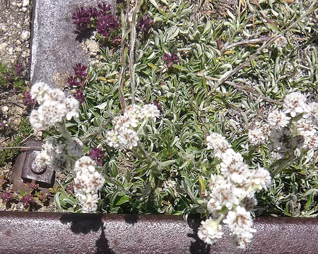 PXL025 Pied de chat ferroviaire (antennaria dioica), pour Isabelle.