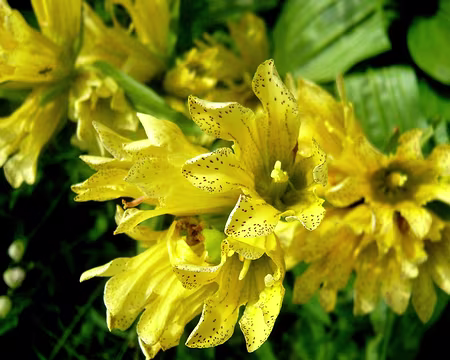 PXL079 Gentiane de Burser (3)