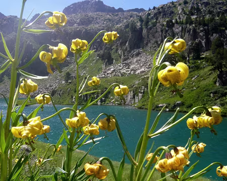 PXL088 Lis des Pyrénées