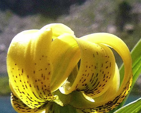 PXL089 Très épanoui