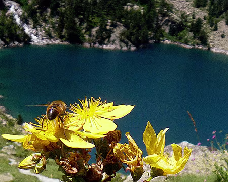 PXL092 Millepertuis de Richer