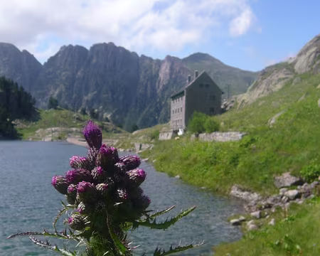 PXL093 Cirse des marais devant le refuge de la Restanca
