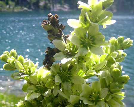 PXL094 Vératre blanc