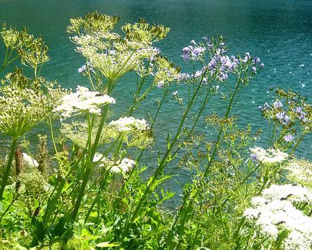 PXL095 Ombellifères et laitues sur la Restanca