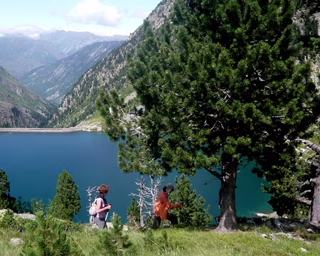 PXL096 Balade autour de la Restanca, dans les pins à crochet