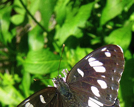 PXL111 Sylvain azuré