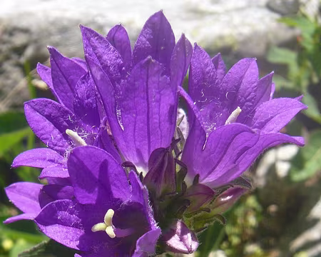 PXL112 Campanule agglomérée dans le vall de Valarties, d'où nous rejoindrons Arties et Salardù.