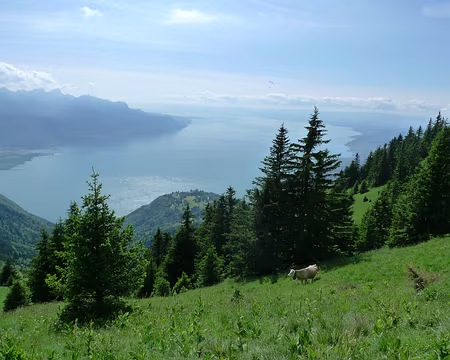 018 Les vaches suisses ont le pied montagnard !