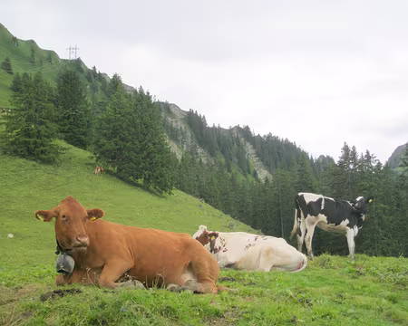 036 3 races au choix.