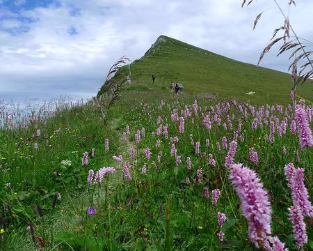 038 À l'assaut de la Dent de Lys, parmi les fleurs.