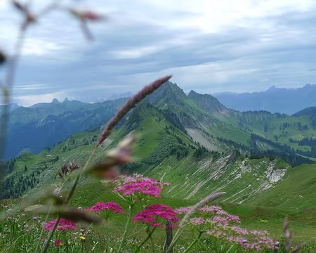 039 À l'assaut de la Dent de Lys, parmi les fleurs.
