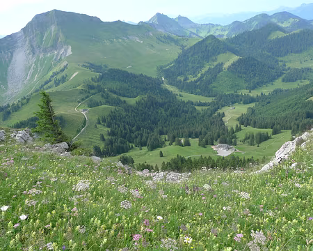 054 Sur les pentes herbeuses du Teysachaux.
