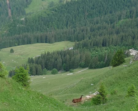 055 Des lamas dans la montagne suisse ?!
