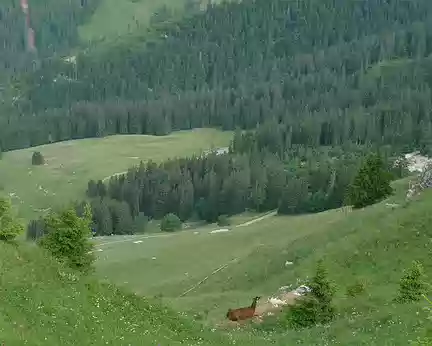 055 Des lamas dans la montagne suisse ?!