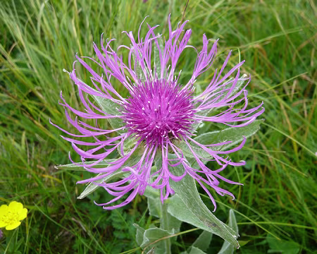 PXL039z724 Centaurée