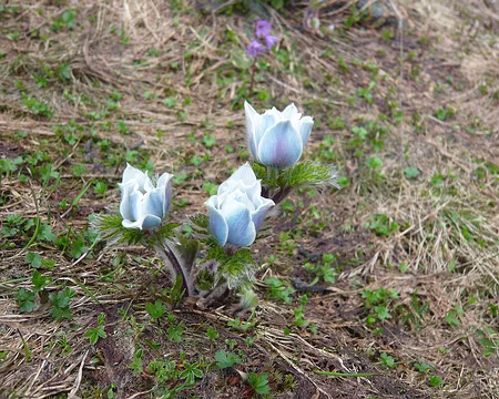 PXL044 Des anémones en bouton.
