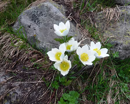 PXL045 Qui bientôt seront ainsi.