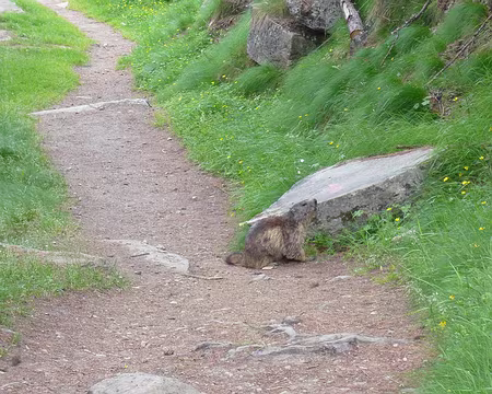 PXL107 Marmotte au milieu du chemin
