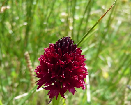 PXL109 Orchis vanillé (nigritelle noire)